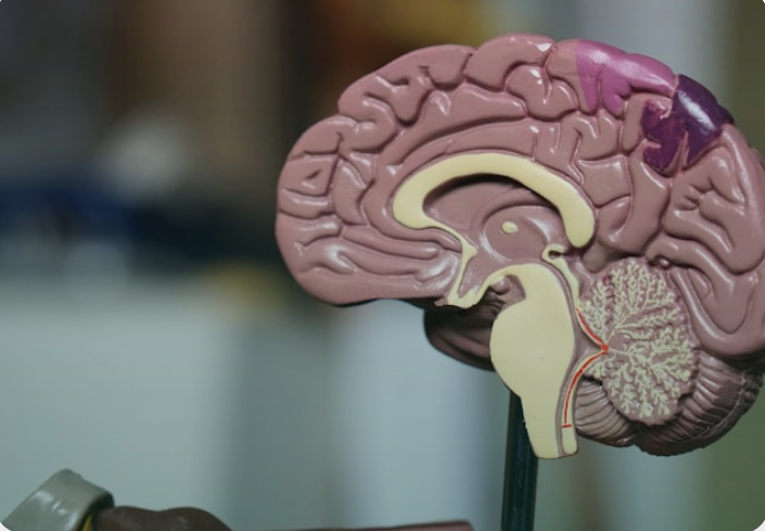 Cérebro - Iridologia